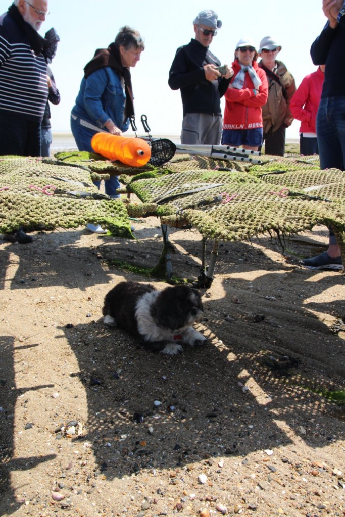 La gardienne du troupeau ....d'huitres.
