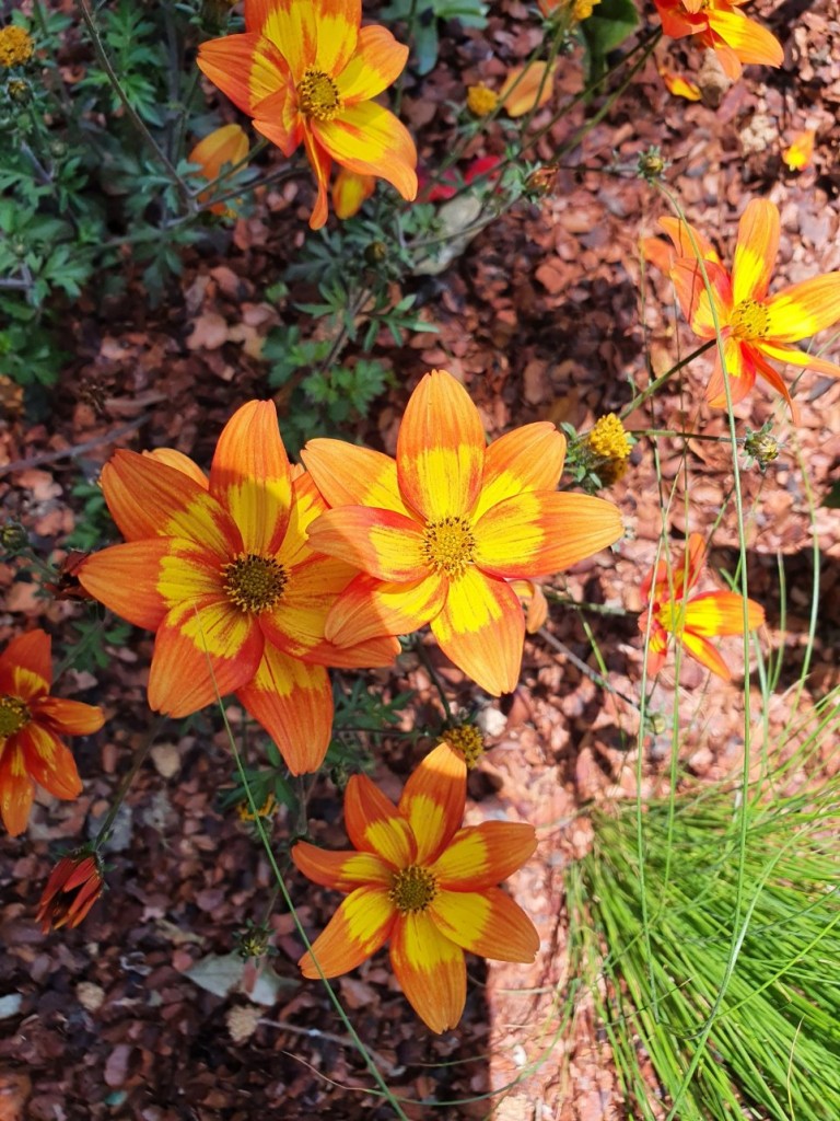 Le jardin botanique de Coutances