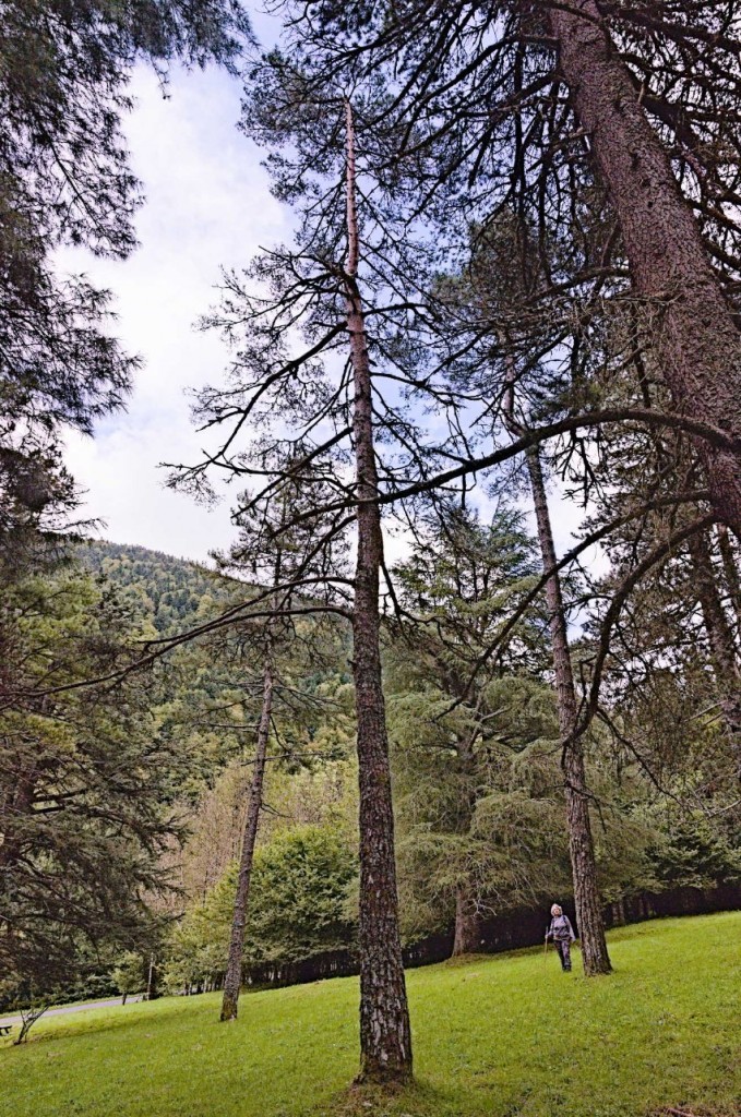 _NKN9257 Jo & Sylvestre.jpg