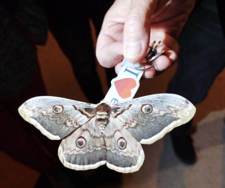 beau papillon.