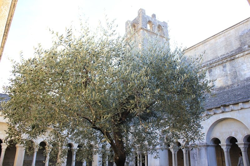 Vaison la Romaine