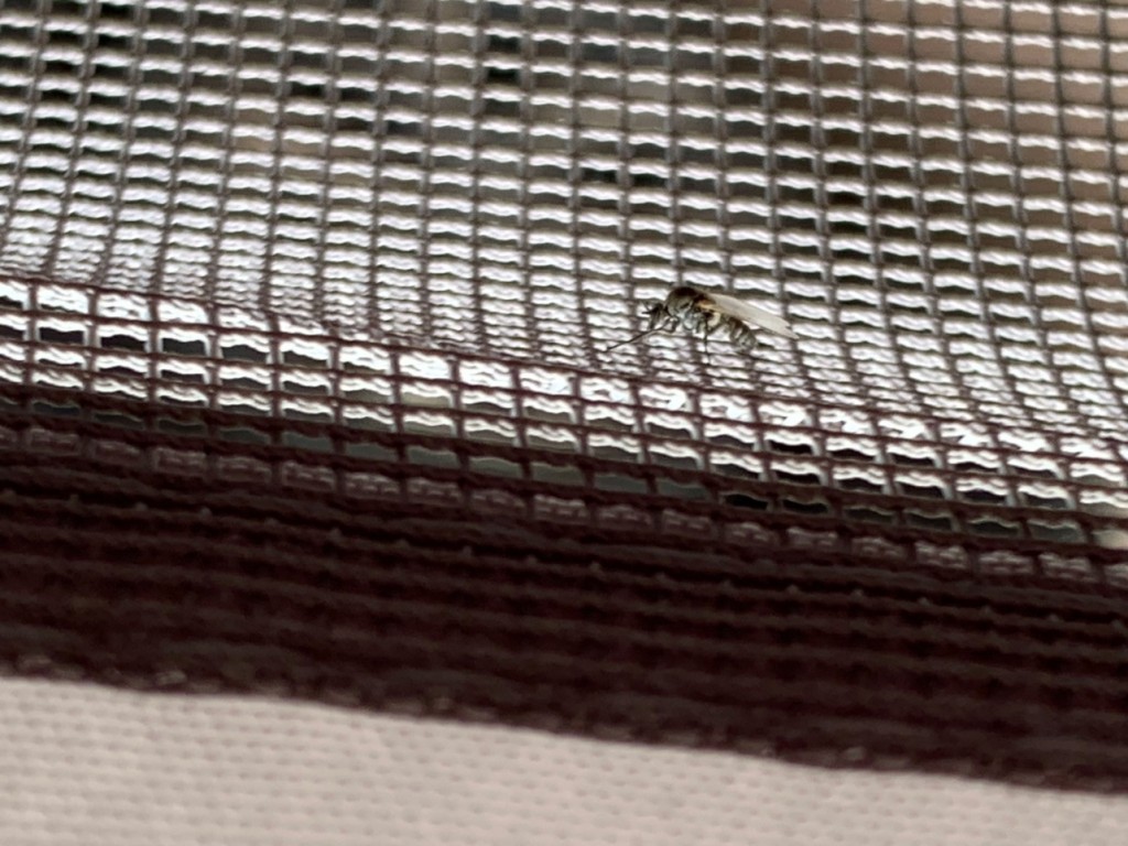 un jeune moustique tout aussi redoutable