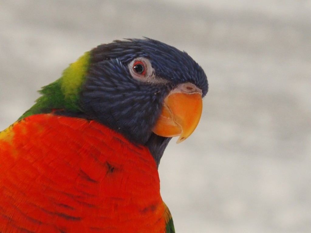 Retour avec un petit séjour à Barjac chez des amis visité de la Ferme aux Crocodiles...