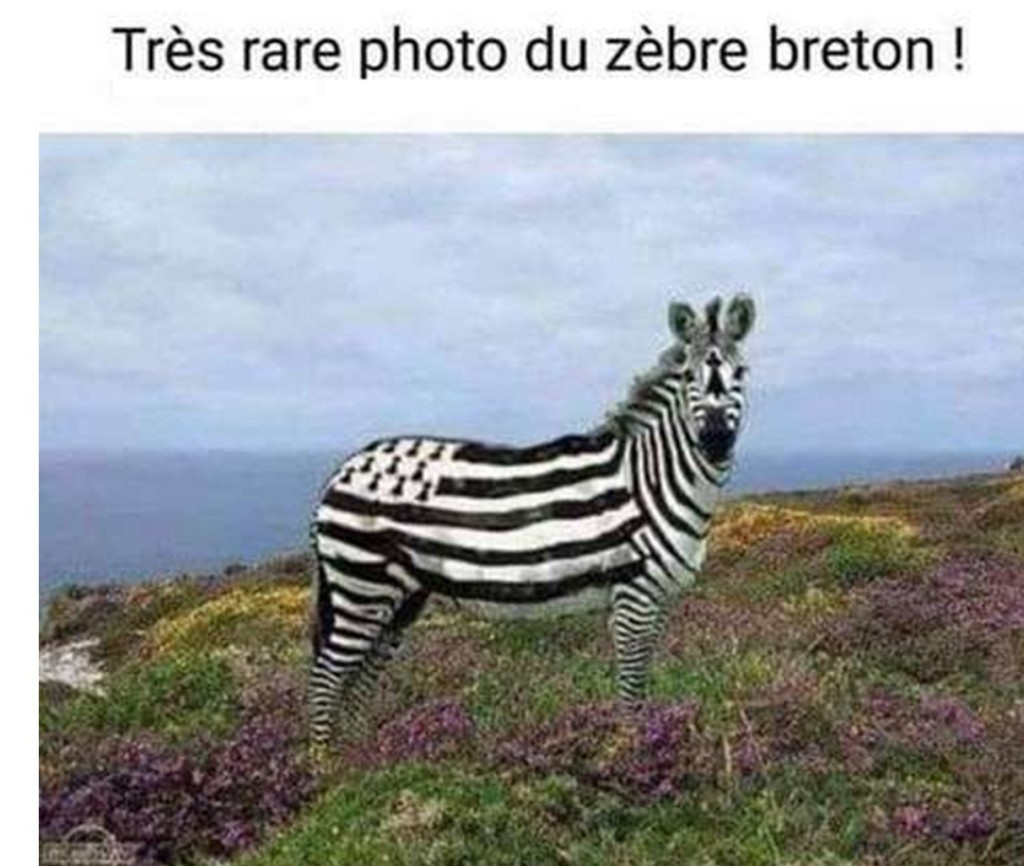 zebre.jpg