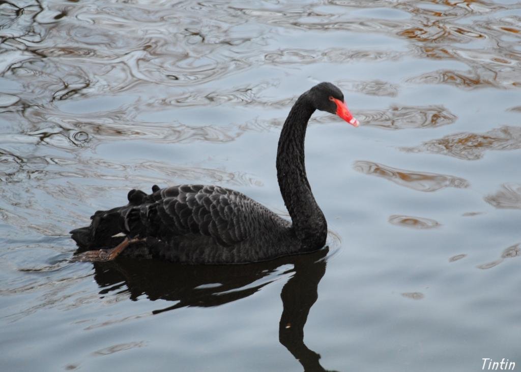 Cygne Noir [1024x768].jpg