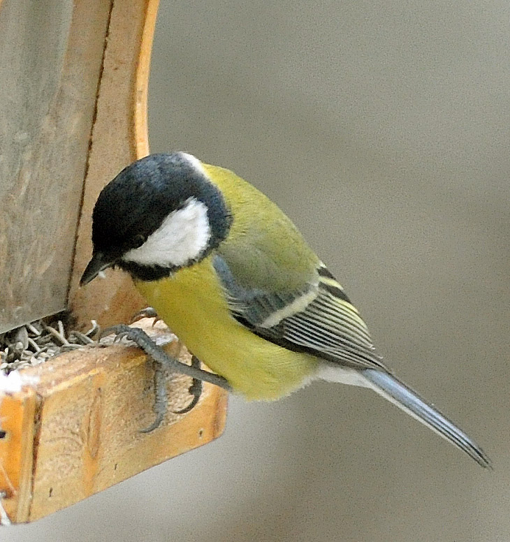 DSC_5267.JPG