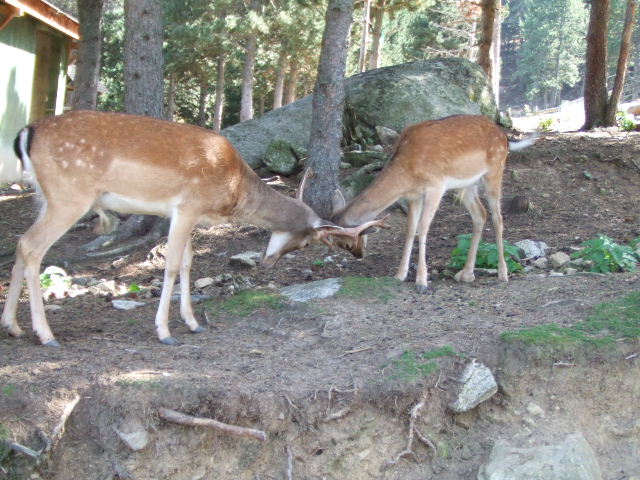 DSCF0524.JPG