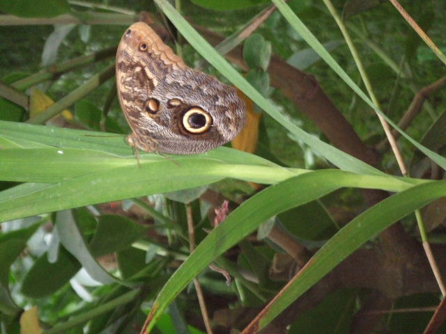 DSCF1533.JPG