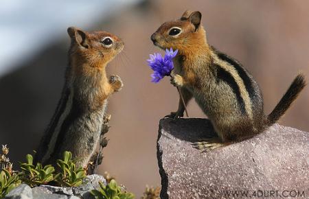 squirrel.jpg