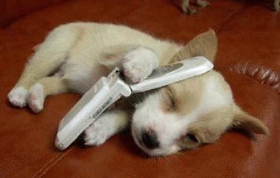 photos_humour_chiens_chiots%20(3).jpg