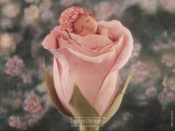 bebe-rose-315558988a.jpg