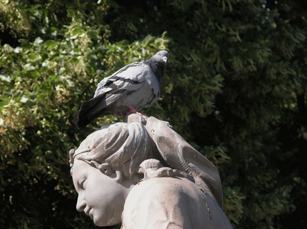 animaux4.jpg