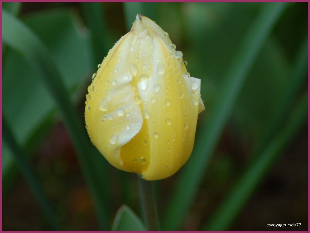tulipe (3) .jpg