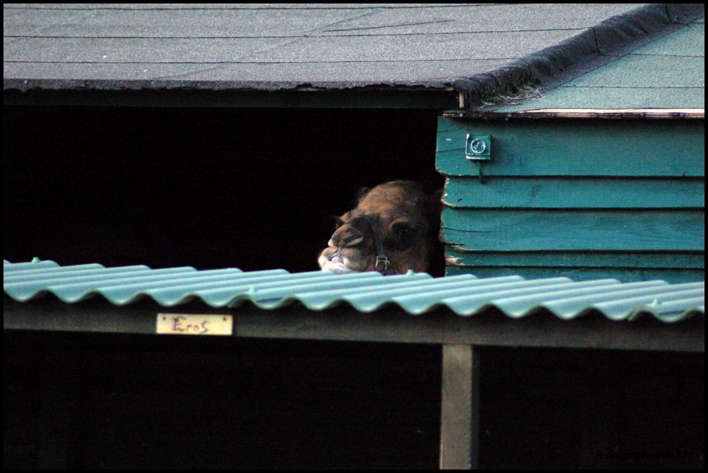 UN DRÔLE D'OISEAU CELUI CI