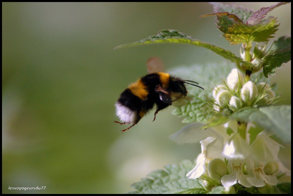 bourdon en vole