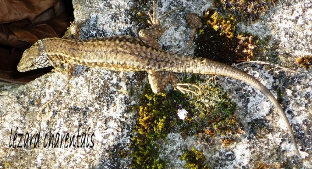 lézard charentais.JPG