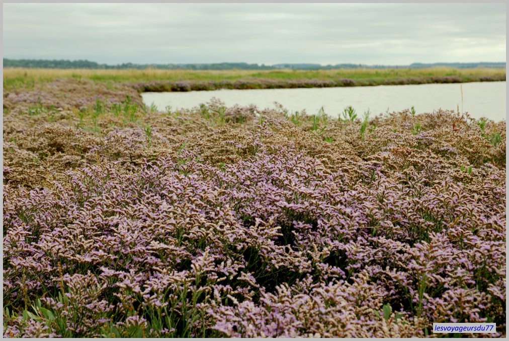 DU LILAS DE MER,La cueillette du lilas de mer est réglementée, un bouquet par famille.