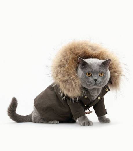 un-manteau-de-fourrure.jpg