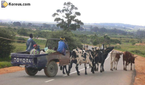 4x4...Boeuf....jpg