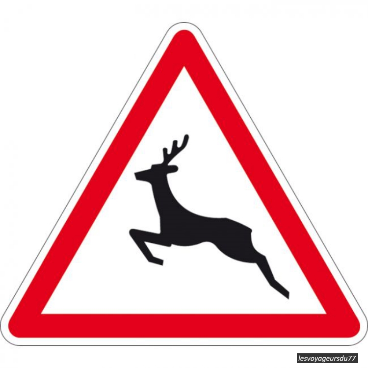 bestiaux [1000X750].jpg