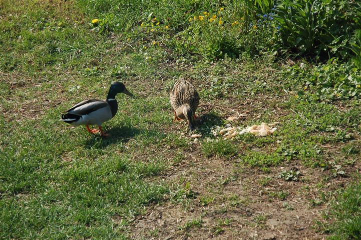 DSC_5818.JPG