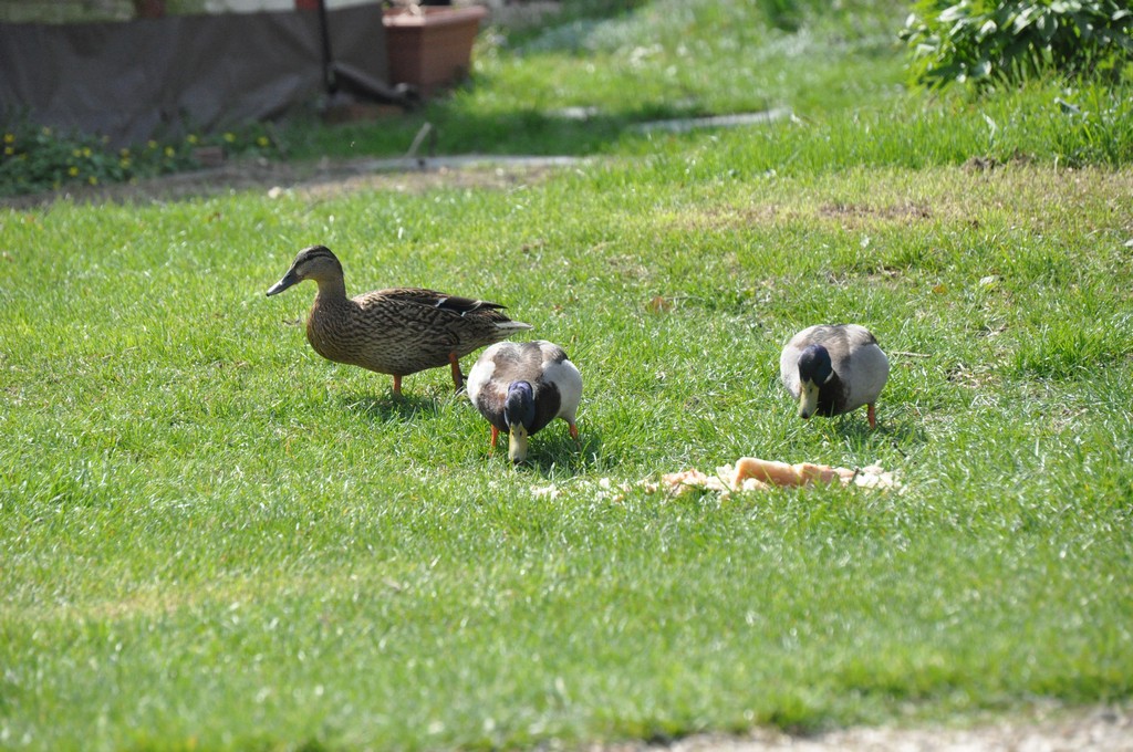 Canards_11.jpg
