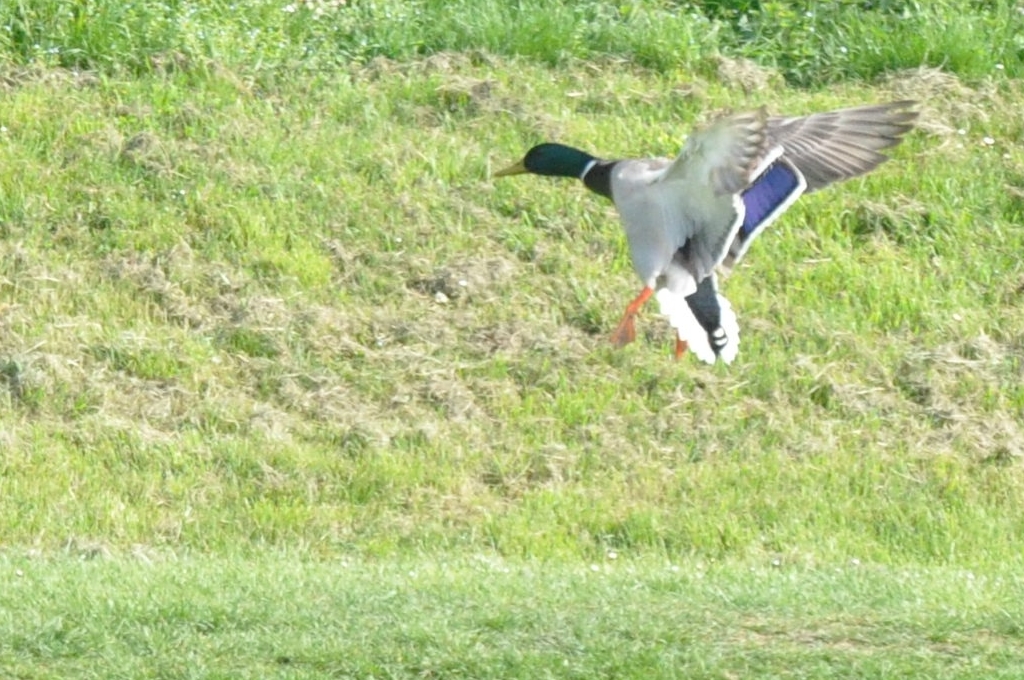 canards_17.jpg