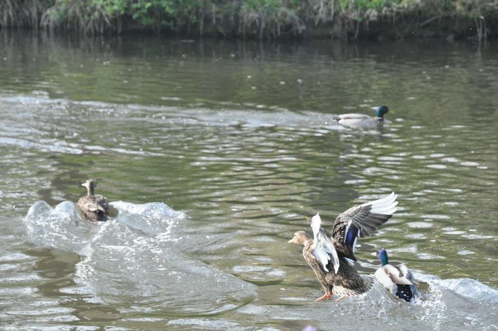 Canards_06.jpg