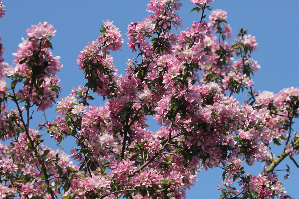 20110408_0132-1024.JPG