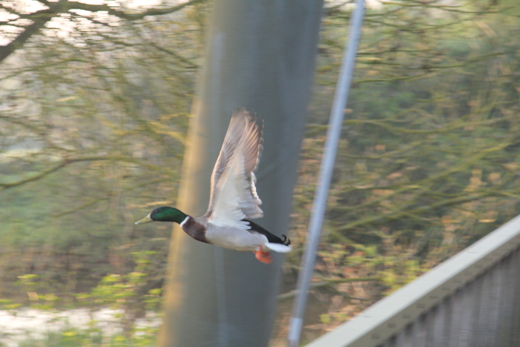 20110408_0050-1024.JPG