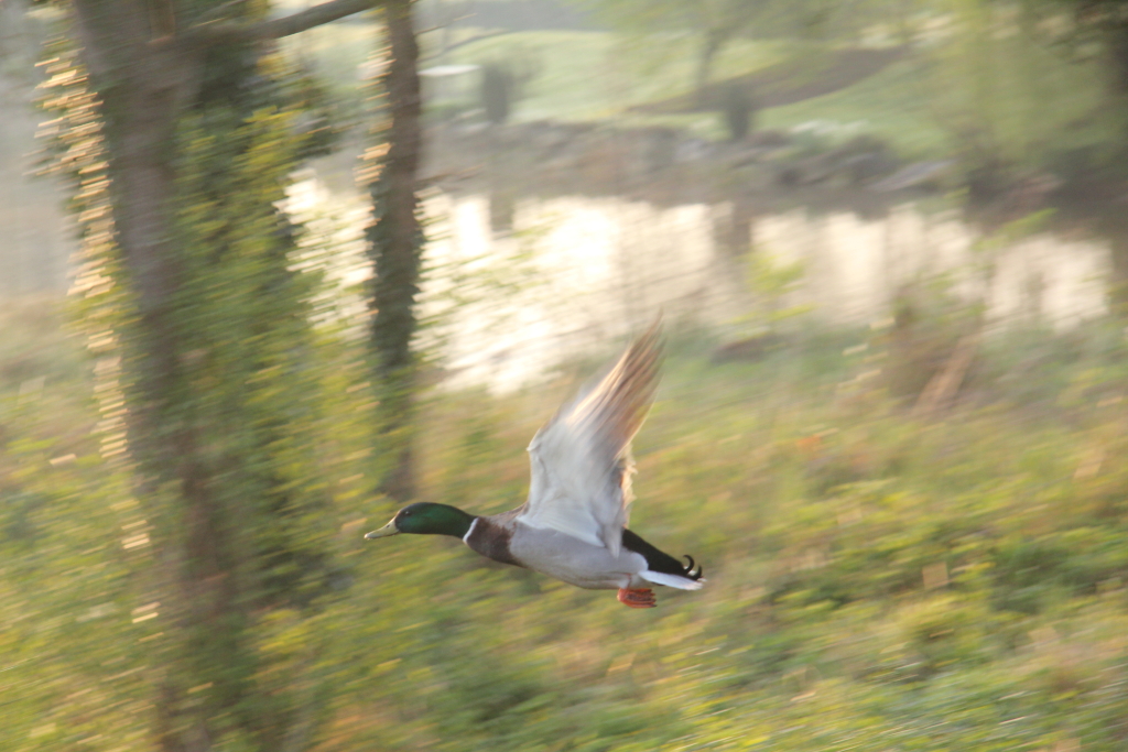20110408_0052-1024.JPG