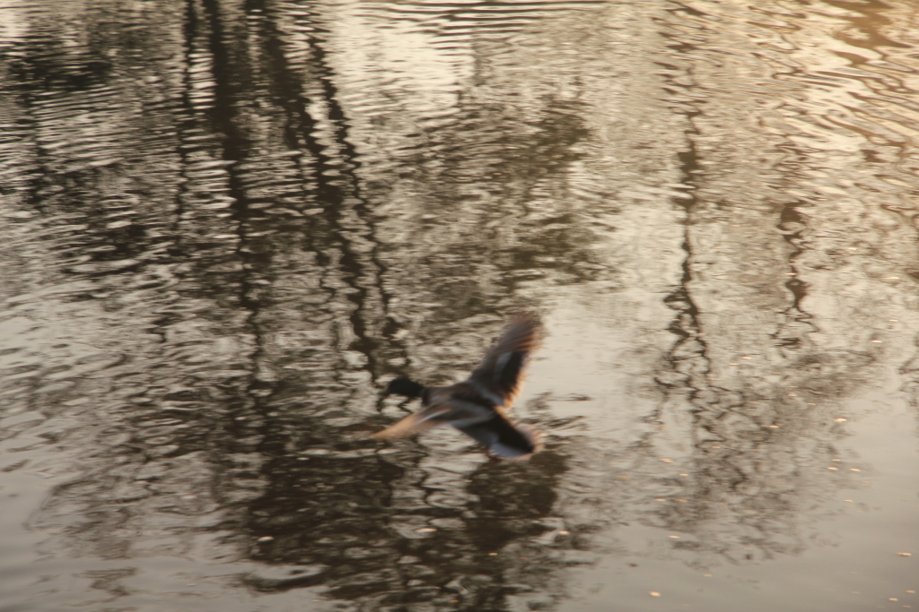 20110408_0055-1024.JPG