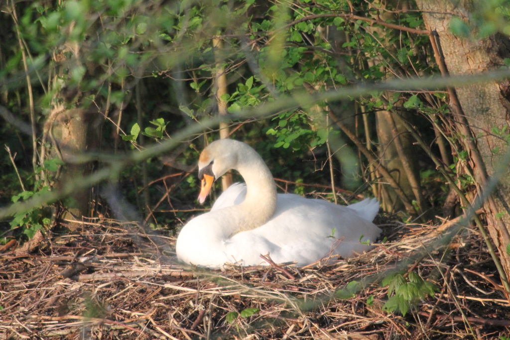 20110408_0068-1024.JPG