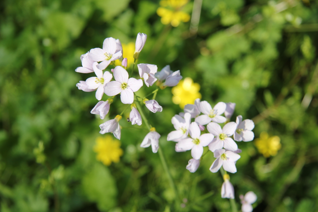 20110408_0120-1024.JPG