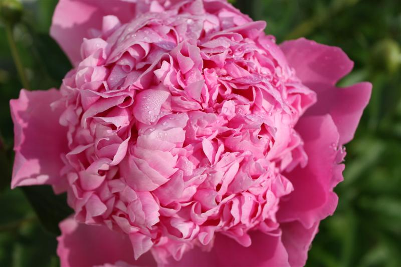 IMG_4294 (Medium).JPG