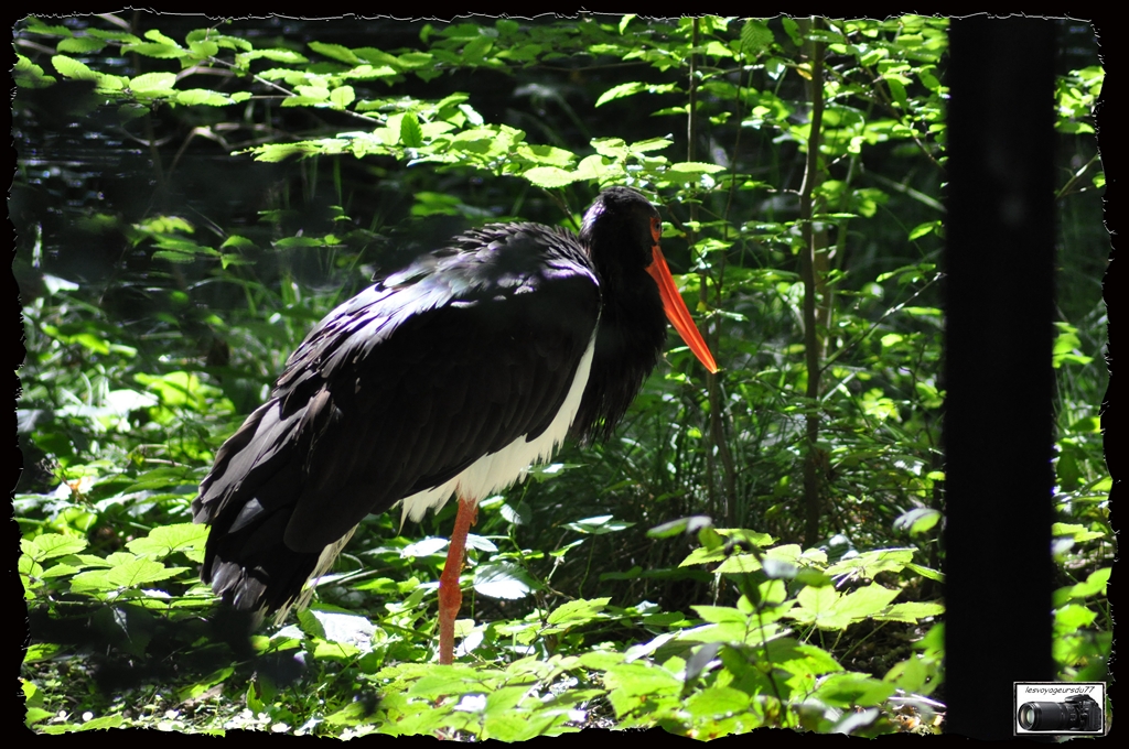 cigogne noir  [1024x768].jpg