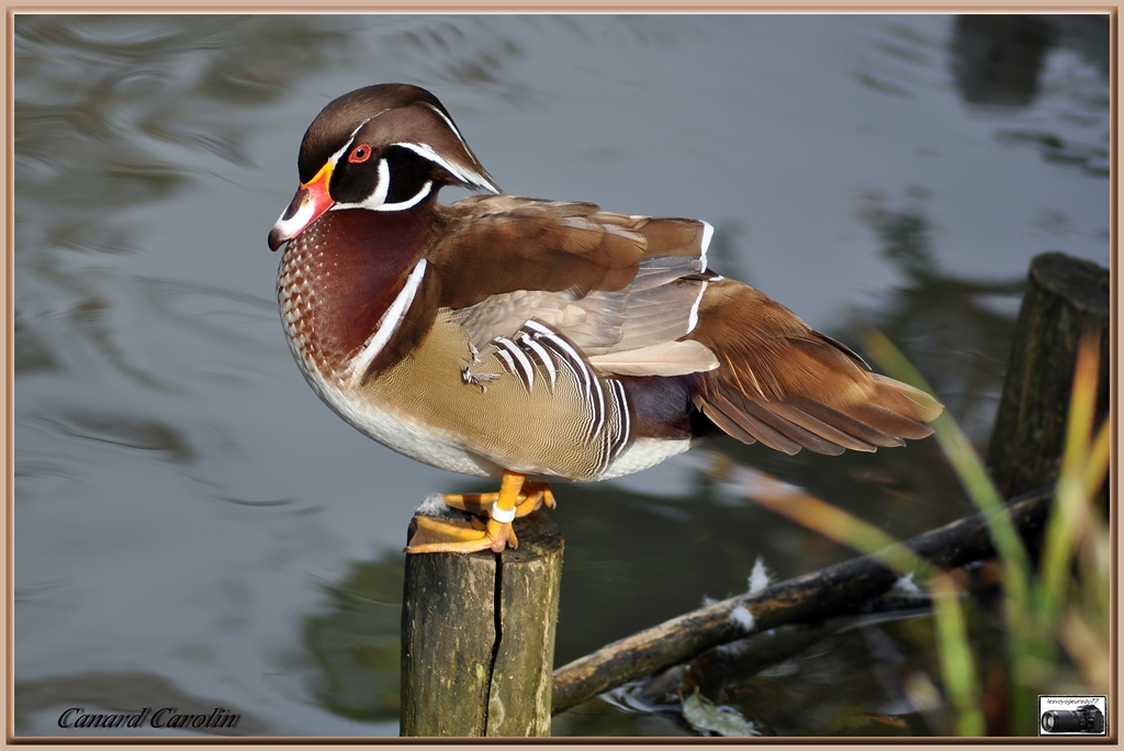 Canard Carolin [1024x768].jpg