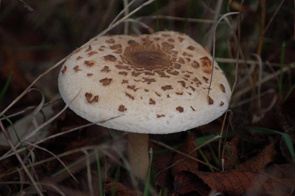 Altayrac 068 (Large).jpg