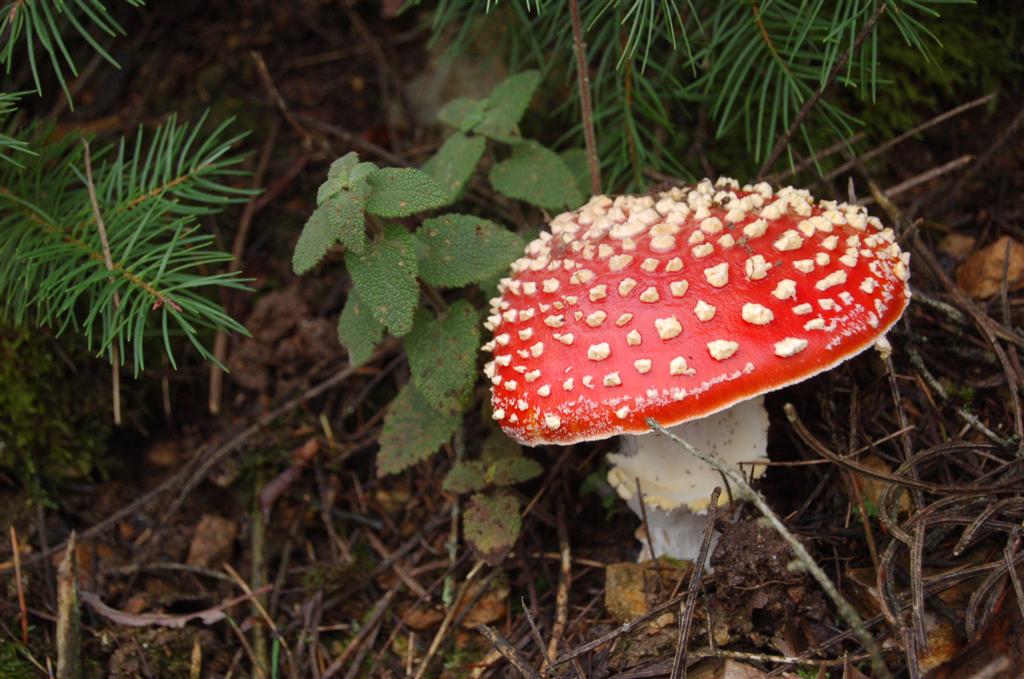 Nouvelles...fraîches... 005 (Large).jpg