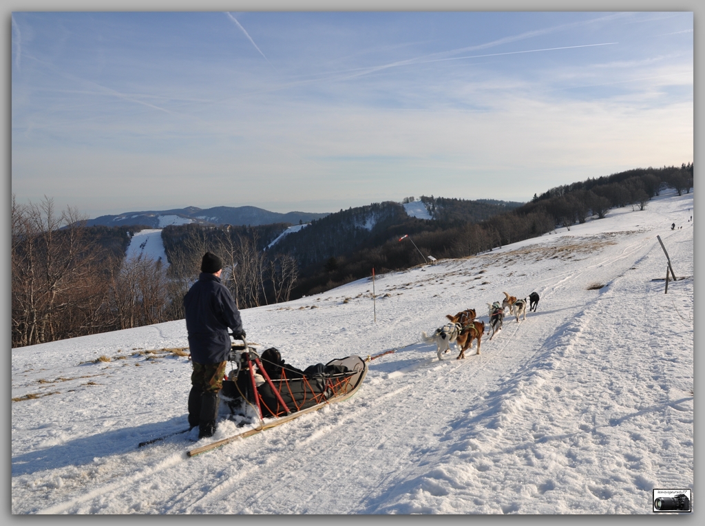 chien2 [1024x768].jpg