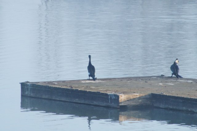Cormoran sur poton;