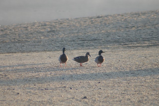C'est la danse des Canards . . .