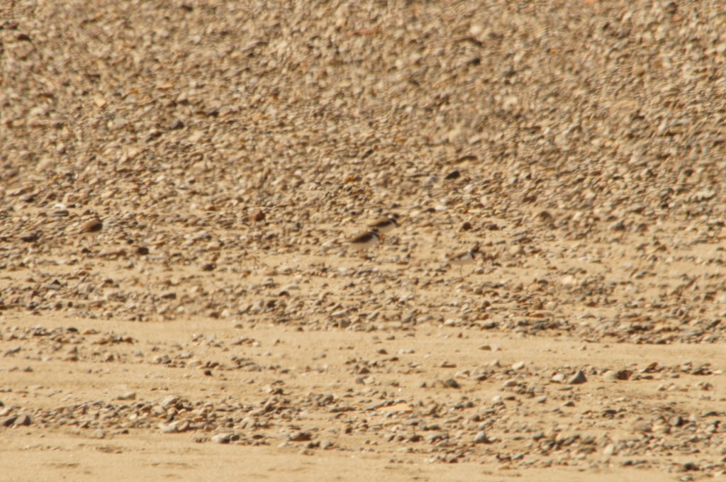 & maintenant ! ! ! [1024x768].JPG