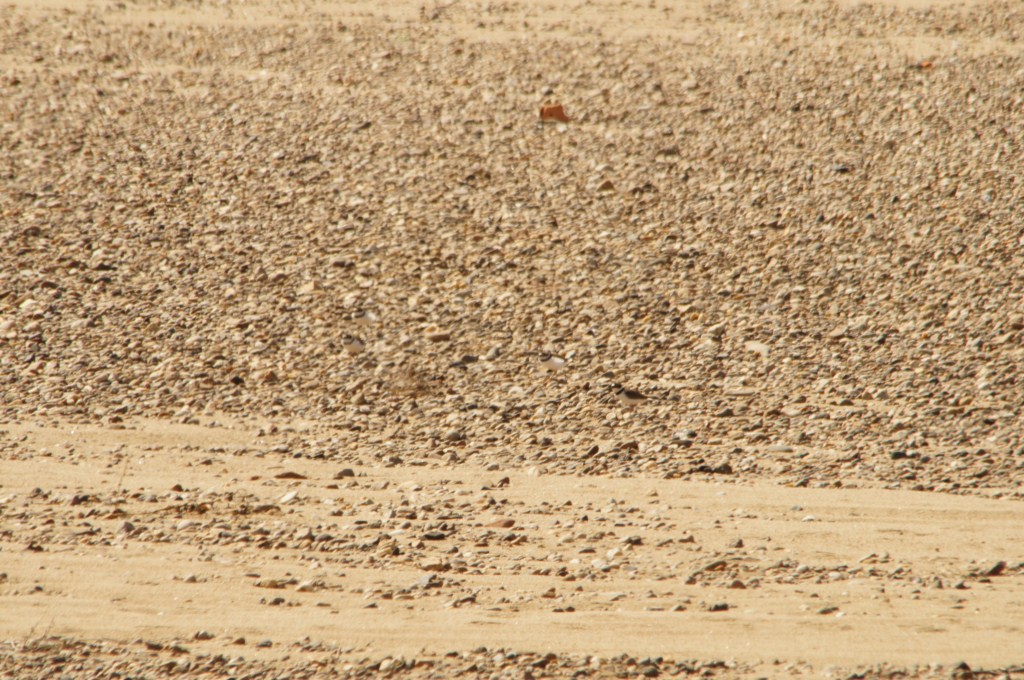 Les entendre, oui, [1024x768].JPG