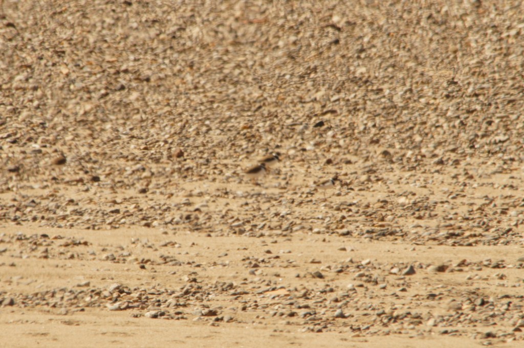 Mais faut les voir ! ! ! [1024x768].JPG