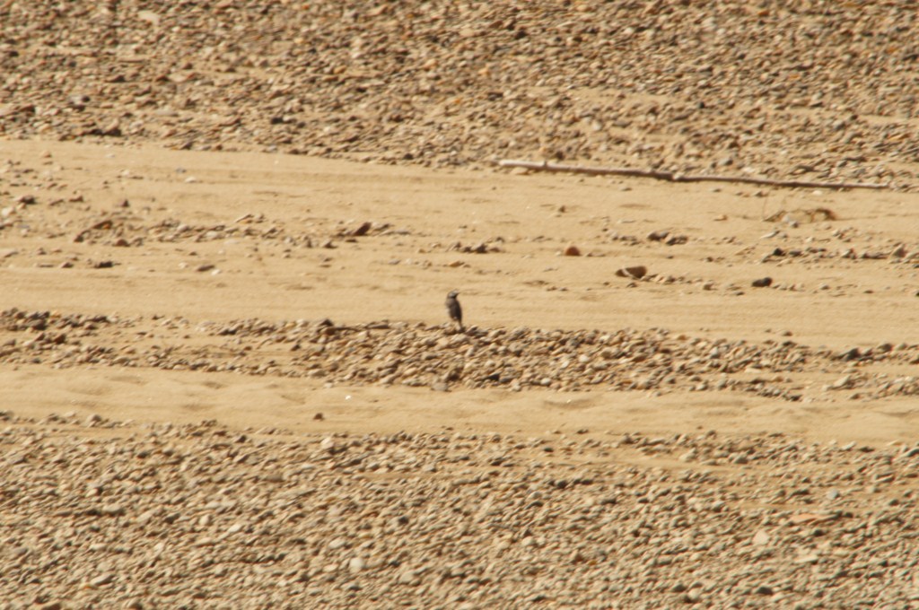 La Mére [1024x768].JPG