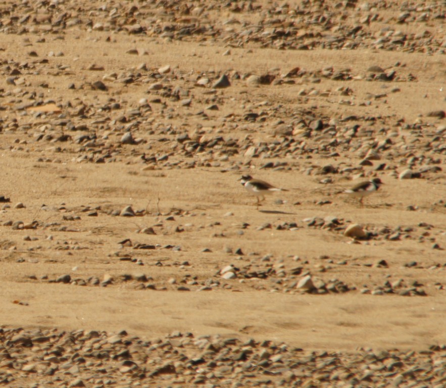 &amp; maintenant, vous les voyez toujours ! ! !