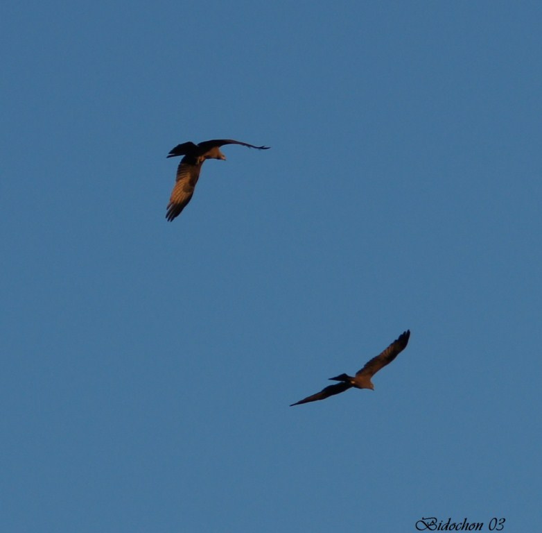 Parade nuptiale de Milan Royal (216) [1024x768].JPG