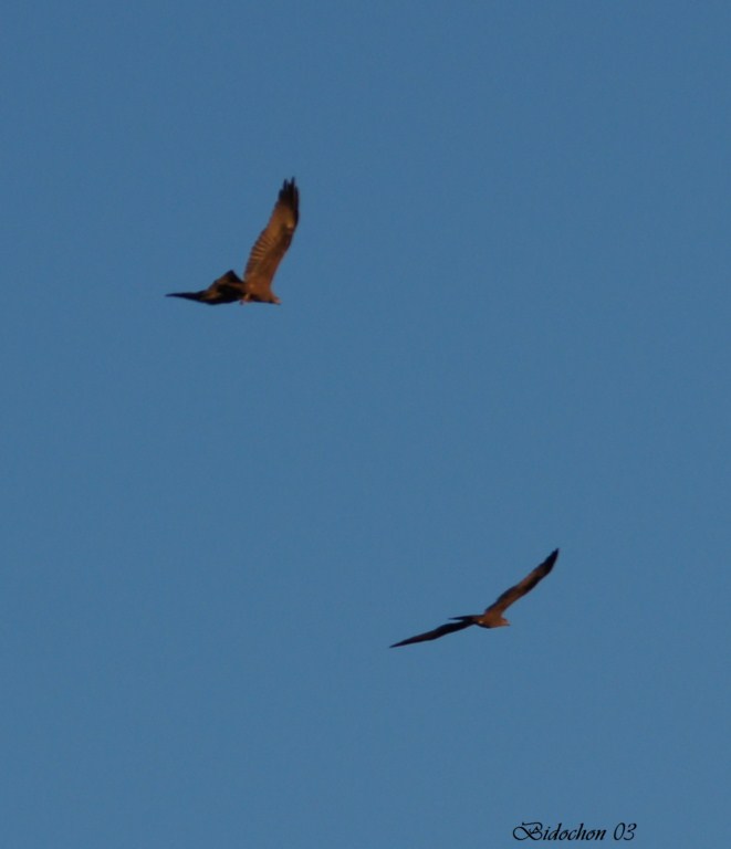 Parade nuptiale de Milan Royal (217) [1024x768].JPG