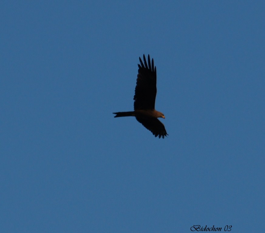 Parade nuptiale de Milan Royal (219) [1024x768].JPG